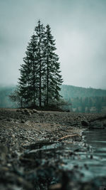 View of pine tree in forest during winter
