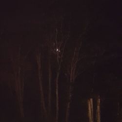 Low angle view of illuminated trees against sky at night