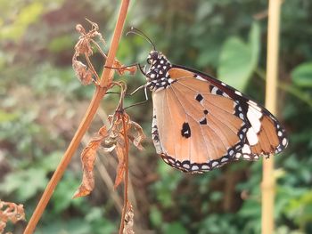 Close-up of butterfly on flower
