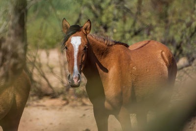 View of horse in field