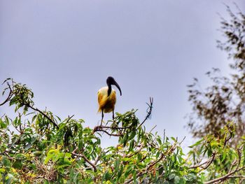 Low angle view of bird perching on tree against clear sky