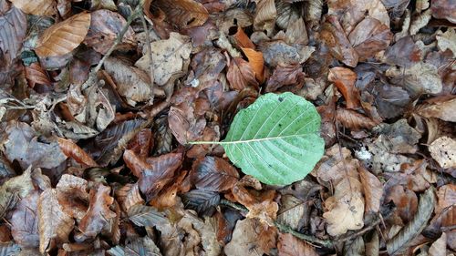 Close-up of leaves