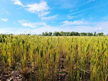Scenic view of agricultural field against sky