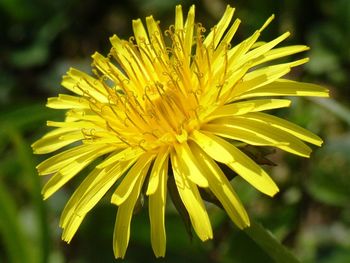 Close-up of yellow flower