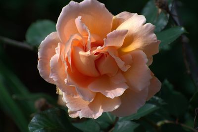 Close-up of rose flower