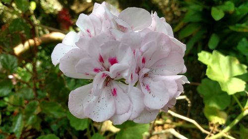 Close-up of flower against blurred background