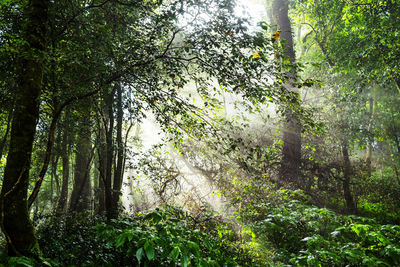 Trees growing in forest