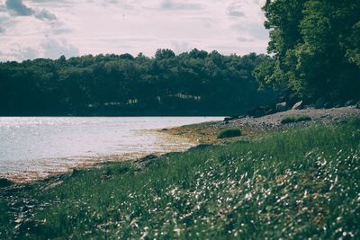 Scenic view of lake by trees on field