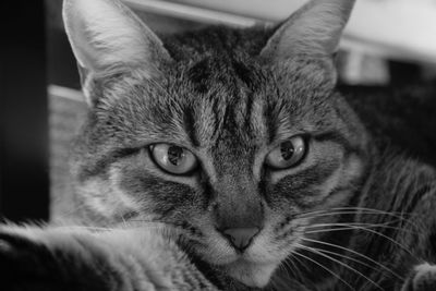 Close-up of cat