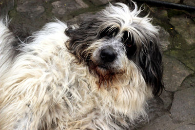 Close-up portrait of dog