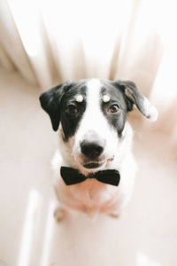 High angle portrait of dog at home