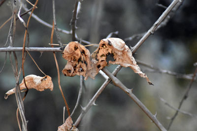 Close-up of dried plant against fence