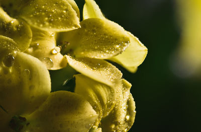 Close-up of water drops on fruit