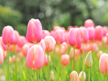 Close-up of pink tulips on field