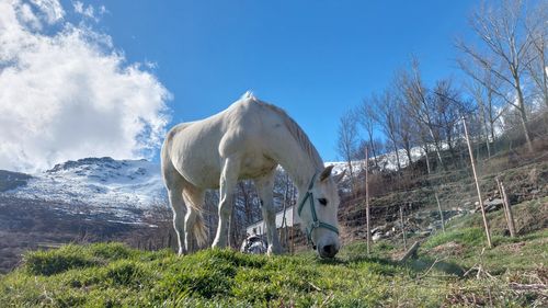 horse