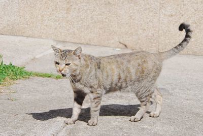 Portrait of a cat