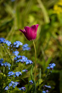 Close-up of purple flowering plant