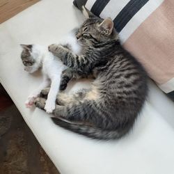 High angle view of two cats resting at stone city hostel