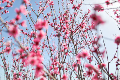 Low angle view of cherry blossoms in spring