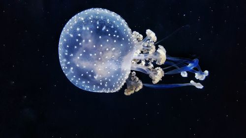Full frame shot of jellyfish