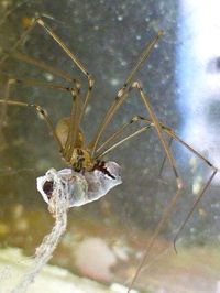 Close-up of plant against blurred background