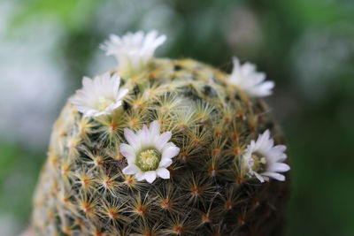 Close-up of white cactus flower