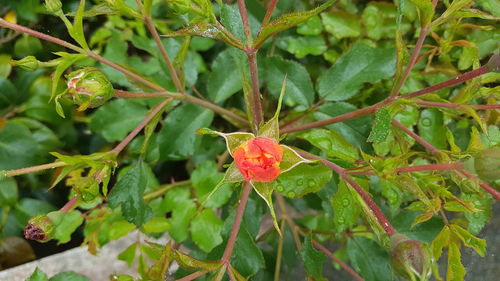 Close-up of red plant