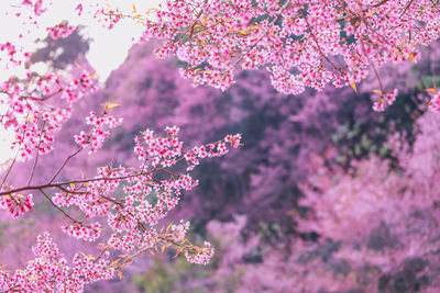 Close-up of pink cherry blossoms in spring