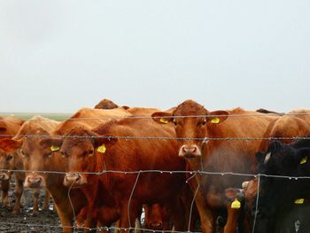 Cows standing in farm against clear sky