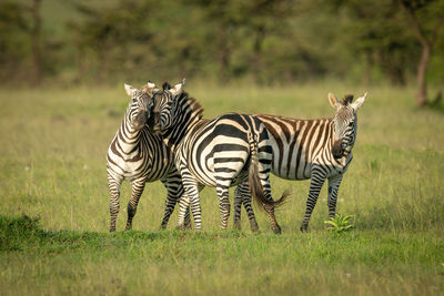 Two plains zebra play fighting by foal