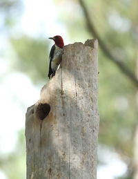 Close-up of bird perching on wooden post