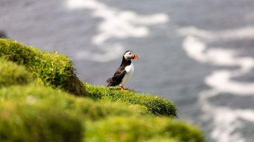 High angle view of puffin perching on grass