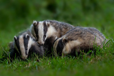 Close-up of badgers on grass