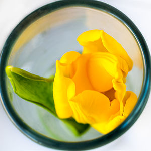 Close-up of yellow flower in bowl