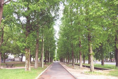 Road amidst trees in park