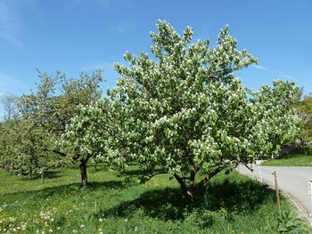 Flowering plants and trees on field against blue sky