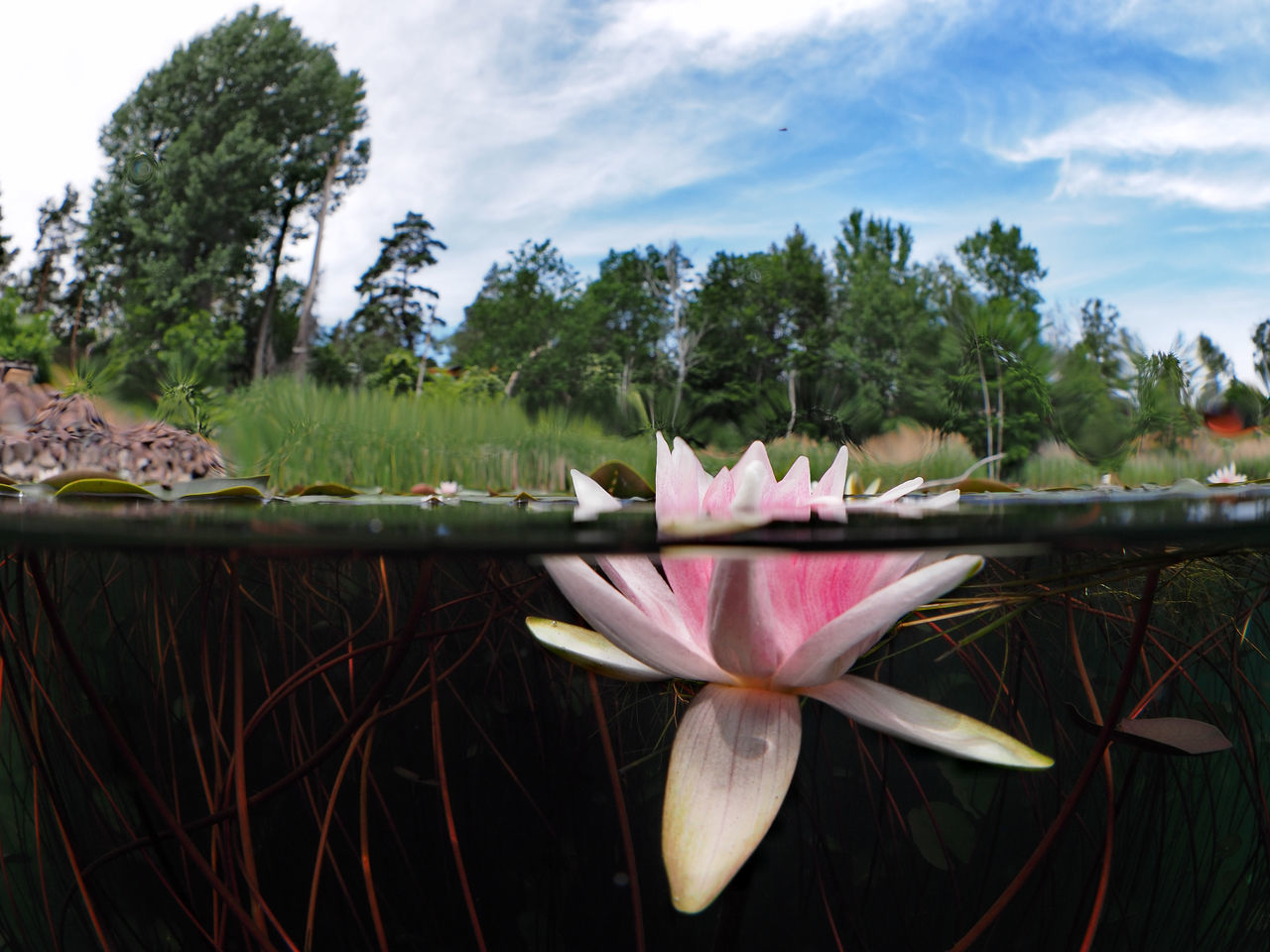 CLOSE-UP OF PINK LOTUS WATER LILY IN POND AGAINST SKY