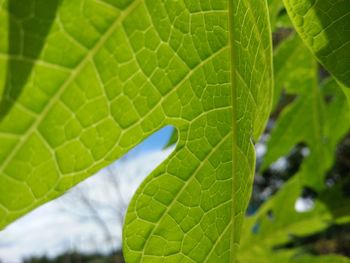 Close-up of green leaves