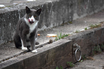 Portrait of cat sitting on wall