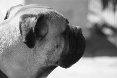 Close-up of dog