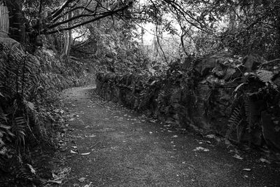 Group of people on footpath in forest