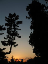 Silhouette of trees at sunset