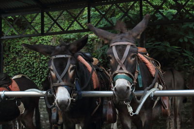 Close-up of horse