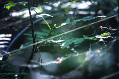 Close-up of wet leaves on plant