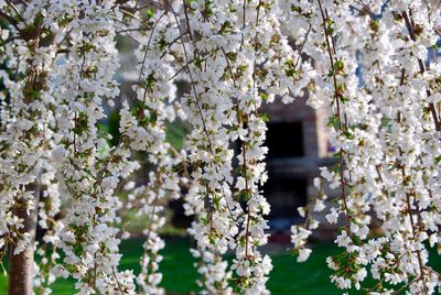 Close-up of white flowers blooming on tree