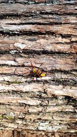 High angle view of insect on wood