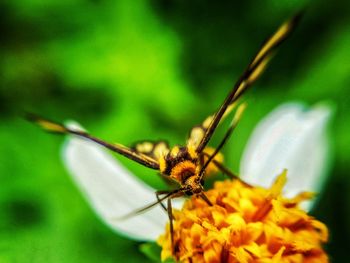 Close-up of insect on flower