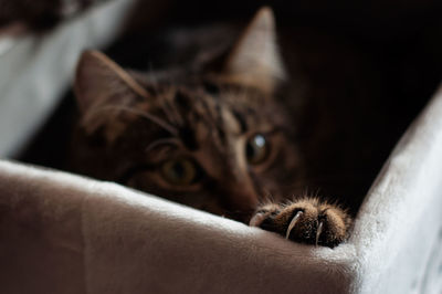 The paw of the cat in the foreground, kitten in a box, dark background