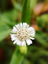 Close-up of white flower blooming outdoors