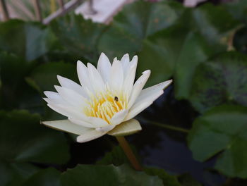 Close-up of white water lily